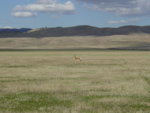 Parkfield_Antelope4__5_9_03.jpg