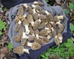 morels.JPG