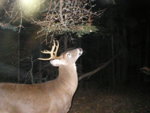Copy_of_Picture_126.jpg