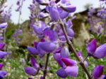 Close_up_of_Lupine.JPG