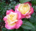 Roses_at_Hodges_Gardens.JPG