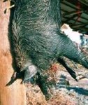 Boar__1__160_lb__9_30_01__pic_7.jpg