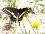 Butterfly_Black_Swallowtail.JPG