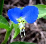Flower_Asiatic_Dayflower.jpg