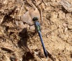 Dragonfly_Blue_550.JPG