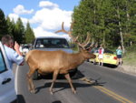 Elk_on_road.jpg
