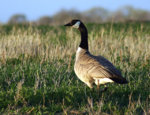 Canada_Goose1.jpg