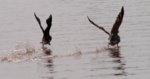 geese_taking_off.jpg