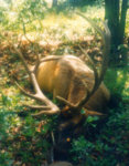 328Elk3.jpg