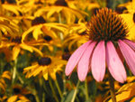 coneflower.jpg
