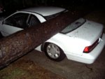 tree_on_car_6.jpg