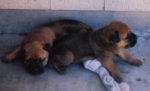 puppies4.jpg