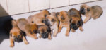 allpuppies.jpg