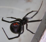 black_widow.jpg