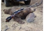 Bear_2002.jpg