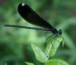 dragonfly1.jpg