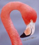 flamingo400.jpg