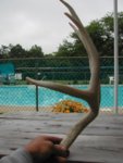 antler.JPG