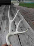 antler1.JPG