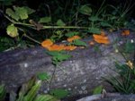 orange_mushrooms_2.JPG
