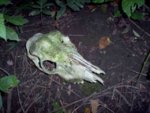 small_deer_skull.JPG
