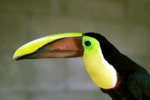 Tucan_of_Xel_Ha.jpg