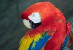 Red_Parrot_of_Xel_Ha.jpg