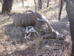 54_kudu2.JPG