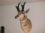 Antelope_mount.jpg