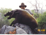 Bushpig_2002__1st_.jpg