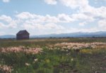 shack_in_pasture.JPG