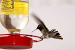 hummingbird_2.jpg