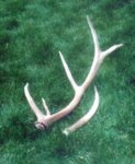 Elk_Sheds_2005.JPG