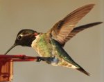Hummingbird.jpg