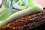 moth_larvae1_1.jpg