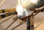 spider2_1.jpg