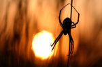sunset_spider_1.jpg