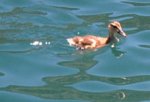 babyduck.JPG