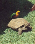 hula_20and_20turtle.jpg