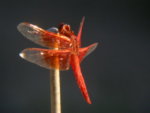 dragonfly_small_pix.JPG