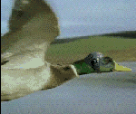 duckfly.gif
