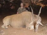 Small_Eland.jpg