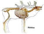 elk_skeleton_1.JPG