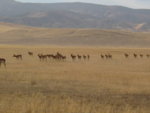 carrizo_antelope_2.jpg