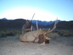 lone_pine_tule_elk_2_004_xn.jpg