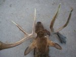 tule_elk_3_001_point_in_back_of_head.jpg