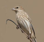 House_finch_female.jpg