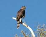 Harris_Hawk.jpg