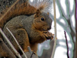 squirrelresz_1_.jpg