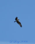osprey_soaring.jpg